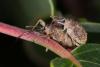 Curculio elephas
